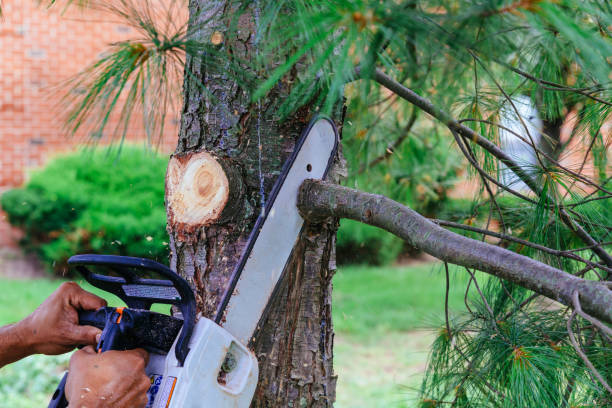 Best Tree Trimming and Pruning  in Glen Gardner, NJ